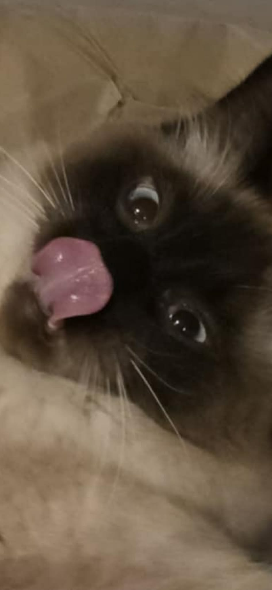 My cat